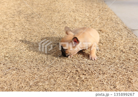 フレンチブルドッグ 135899267