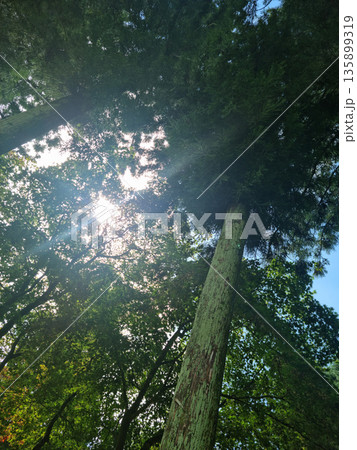 It's a forest with sunlight shining through it. It's a forest with sunlight shining through it. 135899319