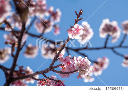 日本一の早咲き「熱海桜」3 135899384