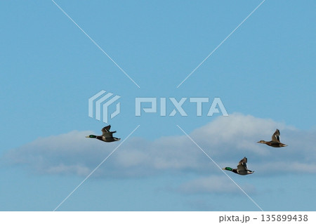 飛翔する鴨 135899438