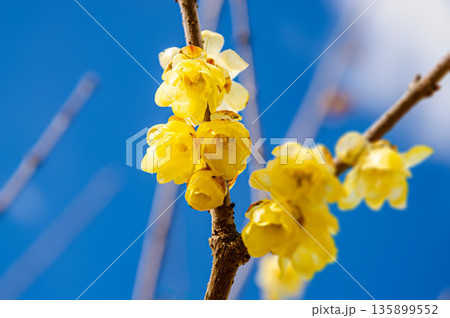 寒中に咲くロウバイ9 135899552