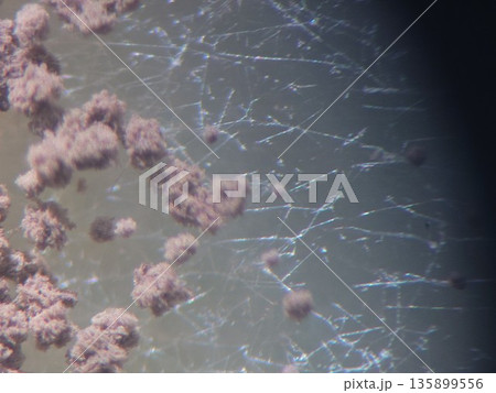 黒い胞子と白い菌糸 135899556