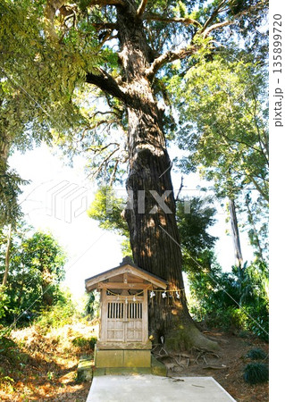 【東金市 東金市指定文化財 東金「日吉神社」御神木の大杉】 【東金市 東金市指定文化財 東金「日吉神社」御神木の大杉】 135899720