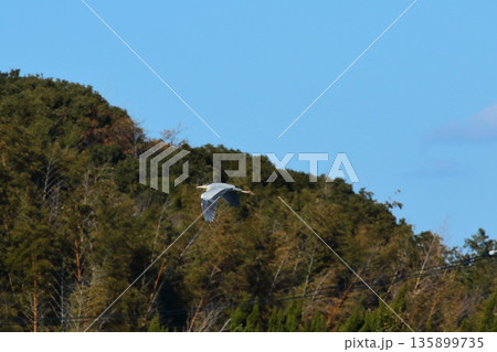 飛翔するアオサギ 飛翔するアオサギ 135899735
