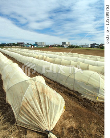 近郊の温室のある秋の野菜畑風景 135899763