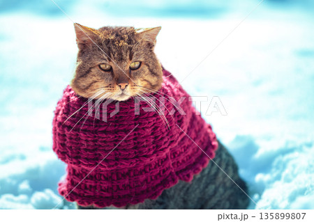 Portrait of a cat outdoors, wearing a knitted scarf, in snowy winter Portrait of a cat outdoors, wearing a knitted scarf, in snowy winter 135899807
