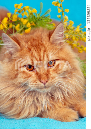 Beautiful orange Siberian longhair cat with flowers on the head on a blue background. Vertical photo 135899824