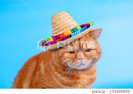 Portrait of a funny cat in a Hawaiian-style straw hat on a blue background 135899849