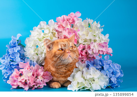 Red British Shorthair cat with bright hydrangea flowers on a blue background 135899854