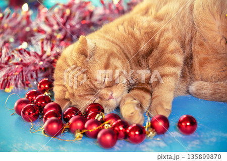 Cute ginger cat with Christmas decoration sleeps on a blue background 135899870