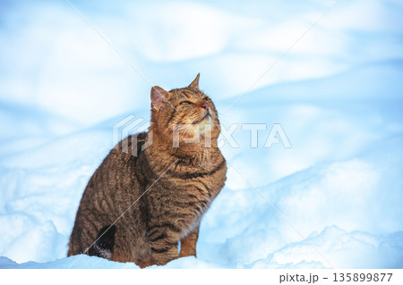 Cute adult cat outdoors in snowy winter 135899877
