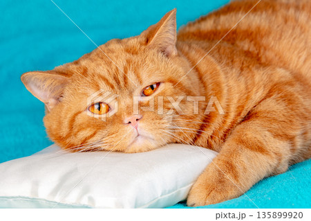Funny ginger British shorthair cat lying on a small white pillow on a blue background Funny ginger British shorthair cat lying on a small white pillow on a blue background 135899920