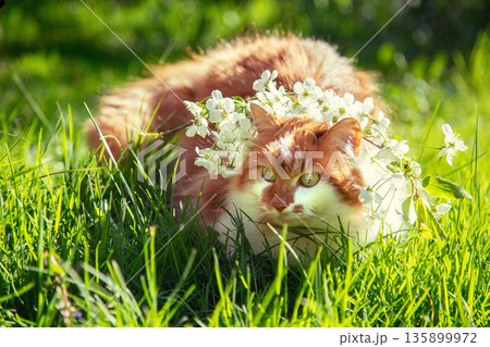 Red and white longhair adorable cat with flowers on the head walks outdoors on the grass 135899972