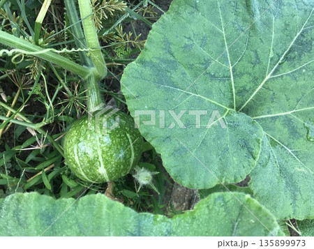 かぼちゃと葉 かぼちゃと葉 135899973
