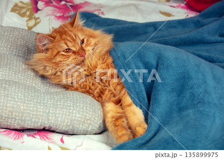 Funny ginger longhair Siberian cat covered with a blue blanket lies in bed 135899975