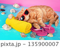 Funny red cat in sunglasses with flip-flop sandal relaxed on blue background against pink background. The cat lying on the yellow towel 135900007