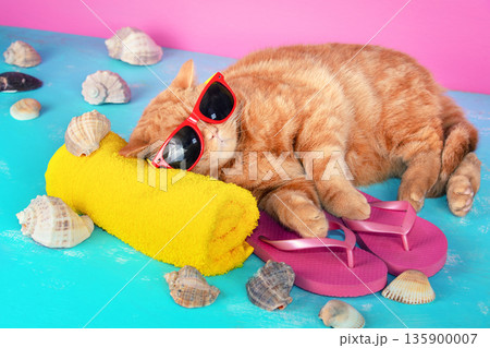 Funny red cat in sunglasses with flip-flop sandal relaxed on blue background against pink background. The cat lying on the yellow towel Funny red cat in sunglasses with flip-flop sandal relaxed on blue background against pink background. The cat lying on the yellow towel 135900007