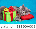 Funny blue british shorthair cat lying on red pillow on blue blanket near gift box 135900008