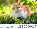 Red and white longhair adorable cat walks outdoors on the lawn on a sunny day 135900017
