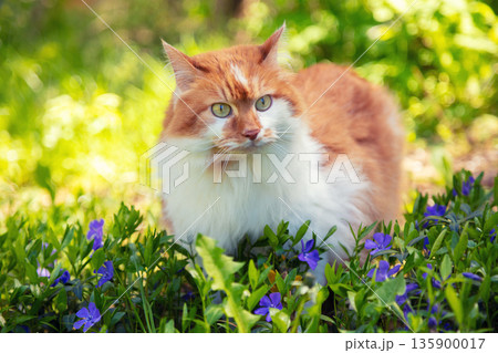 Red and white longhair adorable cat walks outdoors on the lawn on a sunny day 135900017