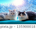 Two adorable cats are lying on the windowsill in winter. There is a snowy winter forest outside the window 135900018