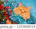 Cute funny ginger longhair cat wrapped in garland. Christmas card 135900019