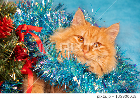 Cute funny ginger longhair cat wrapped in garland. Christmas card Cute funny ginger longhair cat wrapped in garland. Christmas card 135900019