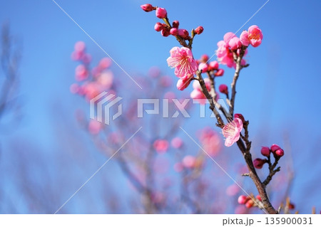 市民公園の梅の花 135900031