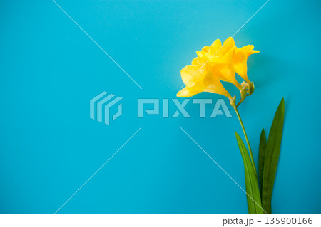 Single yellow freesia flower on blue background 135900166