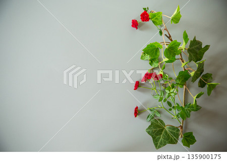 miniature red roses with clear space for text on gray background 135900175