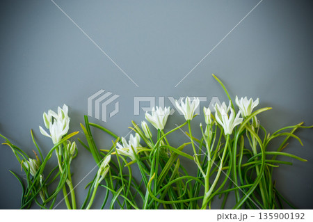 Spring primroses on a pastel surface Spring primroses on a pastel surface 135900192