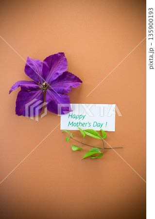 Purple clematis flower on brown background with empty space Purple clematis flower on brown background with empty space 135900193