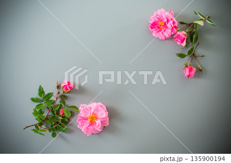 Blooming rose buds with green foliage on a gray background Blooming rose buds with green foliage on a gray background 135900194