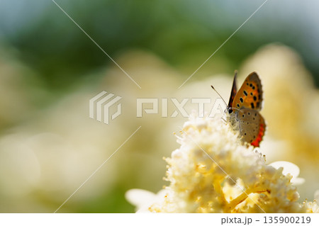 花の蜜を吸うベニシジミ 135900219