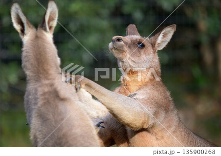 表情を変えずに殴り合いをするカンガルー 表情を変えずに殴り合いをするカンガルー 135900268