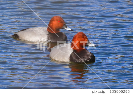 ホシハジロ 135900296