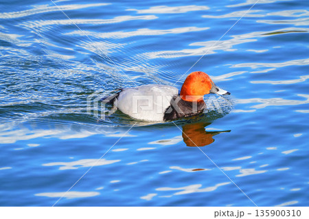 ホシハジロ 135900310