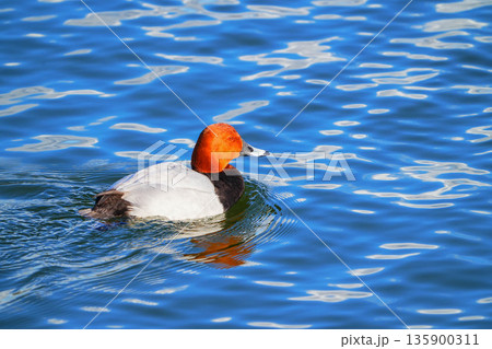 ホシハジロ 135900311