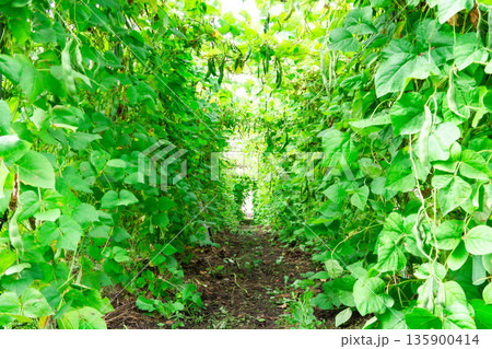 マメ科の畑 マメ科の畑 135900414