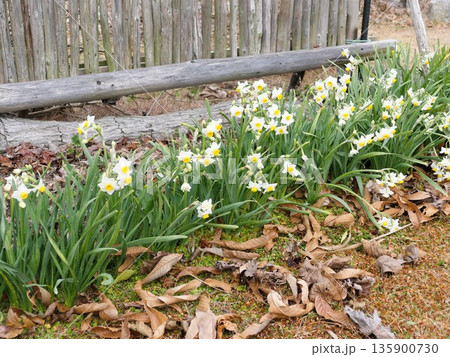 今年は寒さが違うのか早目に咲きだした庭のスイセン　6 135900730