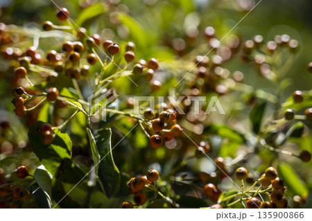 Bright berry scene, Peaceful scene of wild berries bathed in gentle dawn light with dewy highlights and tranquil surroundings Bright berry scene, Peaceful scene of wild berries bathed in gentle dawn light with dewy highlights and tranquil surroundings 135900866
