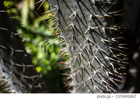Detailed plant structure, Intimate shot of thorned tree trunk texture, Focused image emphasizing rugged and spiky plant exterior details 135900867