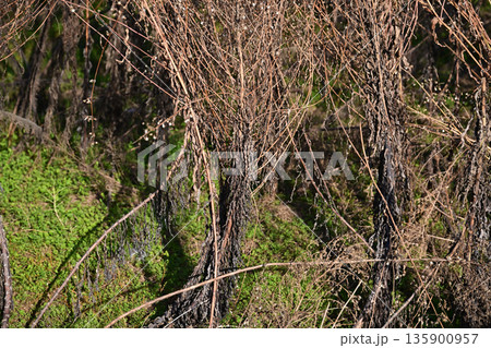 空き地 荒地 雑草 土地 vacant lot 空き地 荒地 雑草 土地 vacant lot 135900957