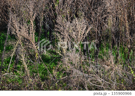 空き地 荒地 雑草 土地 vacant lot 空き地 荒地 雑草 土地 vacant lot 135900966