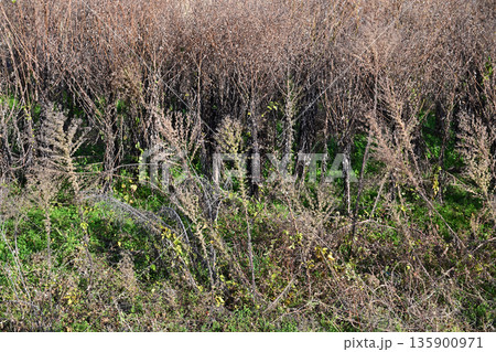 空き地　荒地　雑草　土地　vacant lot 135900971