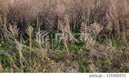 空き地　荒地　雑草　土地　vacant lot 135900972
