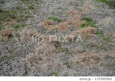 空き地 荒地 雑草 土地 vacant lot 空き地 荒地 雑草 土地 vacant lot 135900982