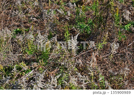 空き地 荒地 雑草 土地 vacant lot 空き地 荒地 雑草 土地 vacant lot 135900989