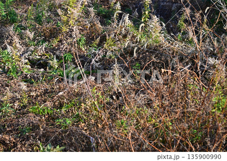 空き地 荒地 雑草 土地 vacant lot 空き地 荒地 雑草 土地 vacant lot 135900990