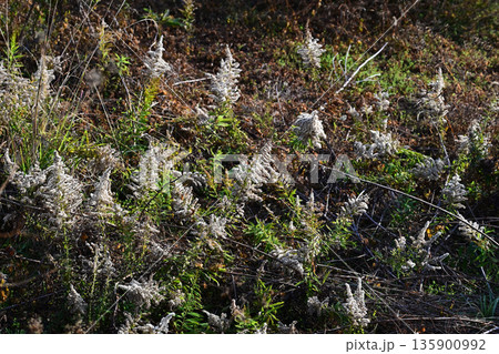 空き地　荒地　雑草　土地　vacant lot 135900992